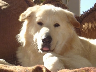Close Up head shot - A white Golden Sammy is laying on a couch with its mouth open and tongue sticking out a little.