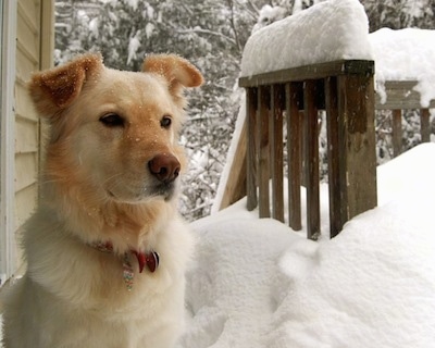 A Gollie is sitting on a snow covered wooden deck next to a yellow house. The snow is about 18 inches deep and is also on the dog's face.