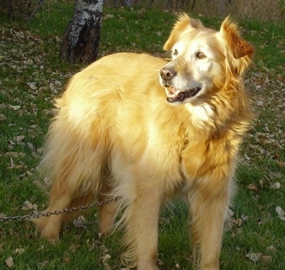A Gollie is standing in grass with fallen leaves around it looking to the left with its mouth open. The sun is illuminating its face.