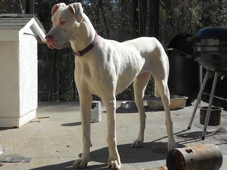 A white Great Dane is standing on a cement patio with a grill behind it and a white dog house to the left of it