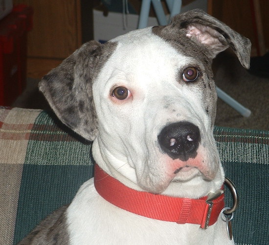 The face of a white and grey with black merle color Great Danebull sitting on a couch