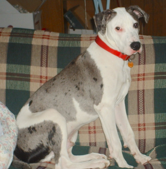 A white and grey with black merle color Great Danebull is sitting on a tan, green and maroon plaid couch
