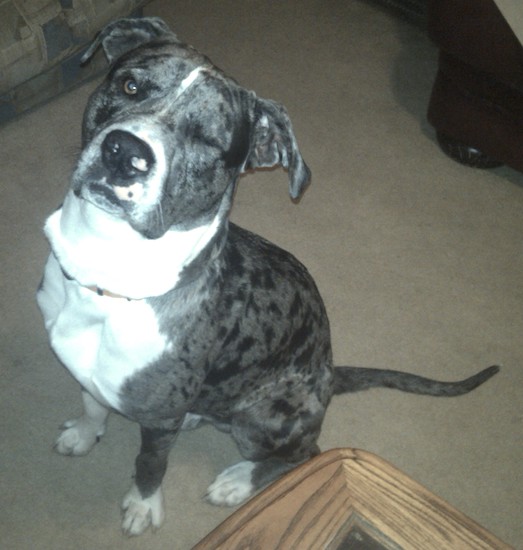 A grey and black with white merle color Great Danebull is sitting next to a coffee table and looking up with one eye closed.