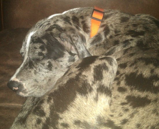 Close Up - A grey and black with white merle color Great Danebull is sleeping curled in a ball on top of a couch