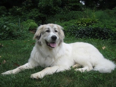 A large white with tan Great Pyrenees is laying in grass. Its mouth is open and tongue is out