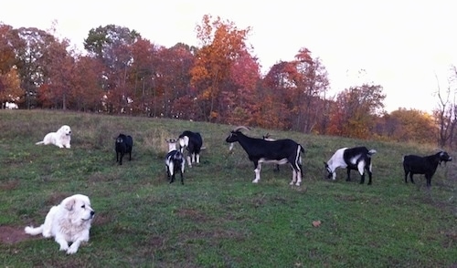 Two Great Pyrenees are laying in a field next to seven grazing goats.