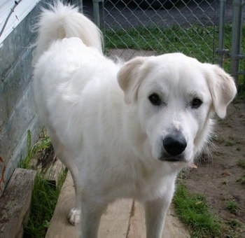 A Great Pyrenees is standing next to a house. There is a chain link fence behind it