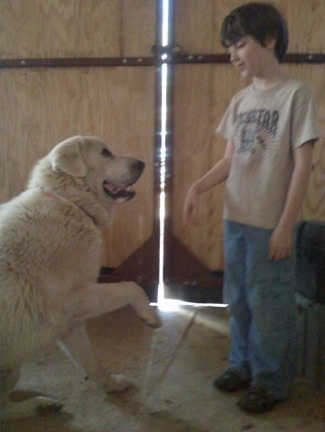 A Great Pyrenees is sitting in front of a large door in a barn with its paw up in the air looking at the  boy who is standing in front of him.