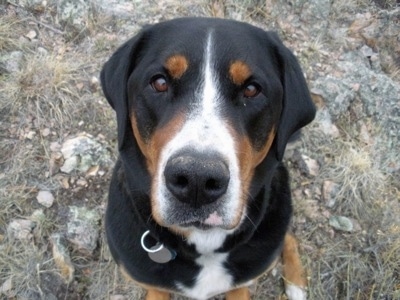 Close Up - A black, tan and white Greater Swiss Mountain dog is sitting on a large rock outside and looking up