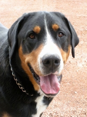Close Up - A black, tan and white Greater Swiss Mountain dog is standing outside in gravel. Its mouth is open and its tongue is out. It looks happy.