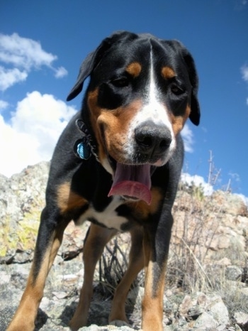 Close Up - A black, tan and white Greater Swiss Mountain dog is standing on a large rock and it is looking down with a nice blue sky behind it with a little bit of white clouds. Its mouth is open and its tongue is curled up. 