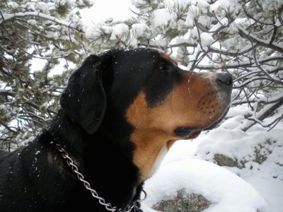 Close Up Right Profile head shot - A black, tan and white Greater Swiss Mountain dog is wearing a choke chain collar standing outside in snow with a string of drool over its snout. It is actively snowing and there are snow covered pine trees behind it.