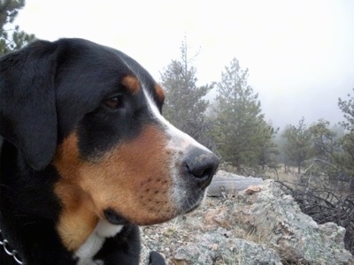 Close Up - A black, tan and white Greater Swiss Mountain dog is standing on a large rock outside with a feild of pine trees in the distance.
