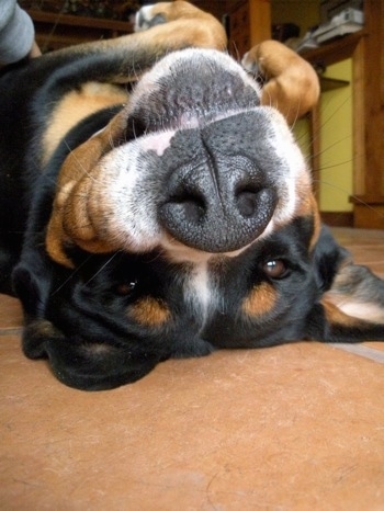 Close Up front head shot - A black, tan and white Greater Swiss Mountain dog is laying upside down on a floor belly up with its paws folded over above it.