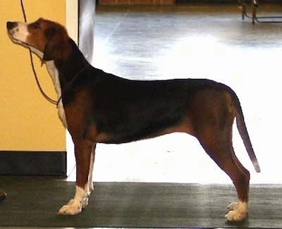 Left Profile - A tricolor black, tan and white Hamilton Hound is posing next to an entrance way and a yellow wall.