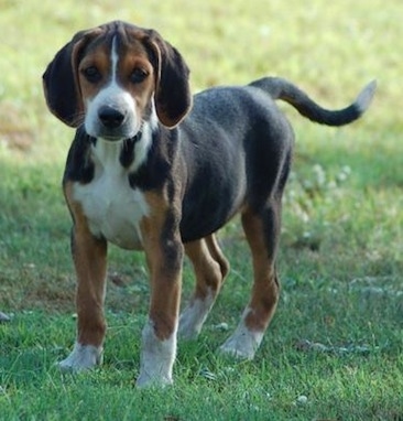 A tricolor black, tan and white Hamilton Hound puppy is standing in grass