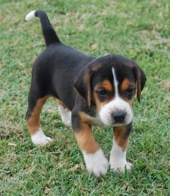 A small tricolor black, tan and white Hamilton Hound puppy is walking in grass