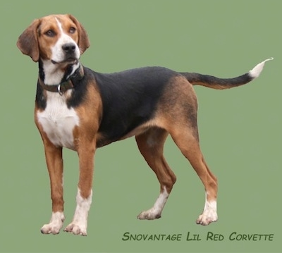 A composited image of a Hamilton Hound puppy standing on a emerald background layer. The words - Snovantage Lil Red Corvette - is overlayed