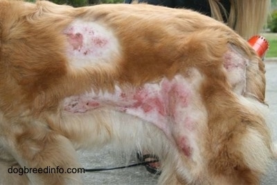 A dog with several large shaved areas showing raw skin and scabs