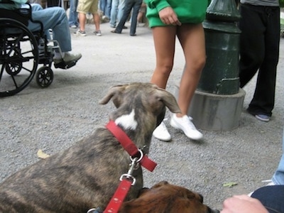 The back of a blue nose brindle Pit Bull Terrier that is standing in gravel and it is looking at a crowd of people