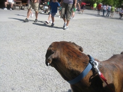 The back left side of a brindle Boxer that is standing on gravel and looking at a crowd of people behind him.