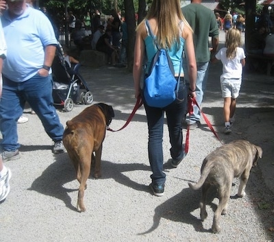 The back of a blue nose brindle Pit Bull Terrier and a brindle with white Boxer are being walked by a lady, towards a crowd of people