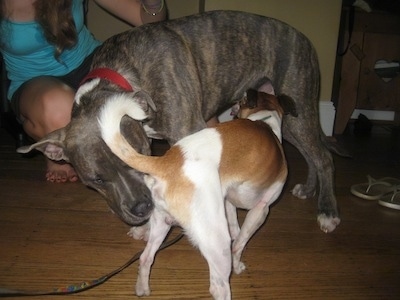 A blue nose brindle Pit Bull Terrier and a tan and white dog are sniffing each other