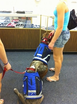 The back of a blue nose brindle Pit Bull Terrier and a brown brindle Boxer are wearing blue vests and sitting in a jewelry store