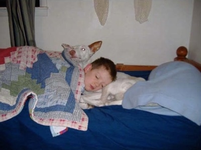A boy is sleeping on a white Ibizan Hound on a bed. He is using the dog as a pillow