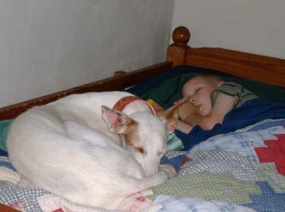 A white Ibizan Hound is laying in a ball on a bed. There is a boy sleeping and sucking on its thumb next to the curled up dog.
