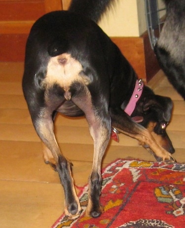 The back end of Twiggy the Miniature Pinscher as she stands on a hardwood floor sniffing a red oriental throw rug