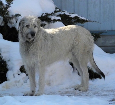 A tan with grey Irish Wolfhound is standing in snow with a snow covered tree behind it.