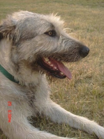 A tan with grey Irish Wolfhound is laying in grass with its mouth open and tongue out