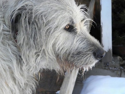 Close Up side view head shot - A tan with grey Irish Wolfhound is standing on a porch and in front of it is snow