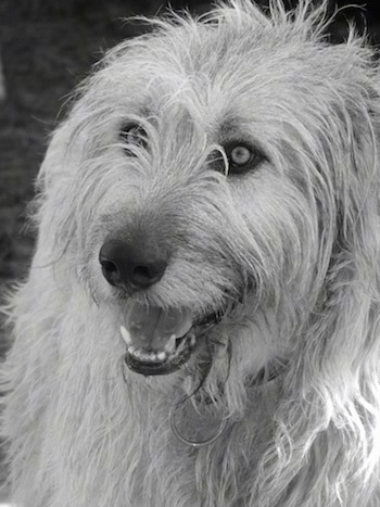 A black and white photo of an Irish Wolfhound with its mouth parted a little looking happy.
