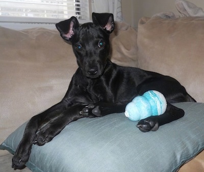 A black Italian Grey Min Pin is laying on top of a light blue pillow on a tan couch with a teal-blue and white kong toy next to it.