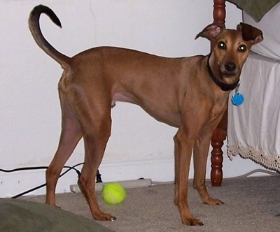 A red Italian Grey Min Pin is standing next to a human's bed. Under its body is a green tennis ball