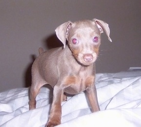 Close Up - A small grey Italian Grey Min Pin puppy is standing on a human's bed.
