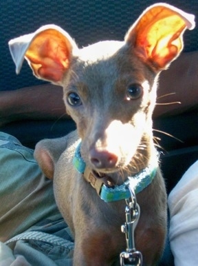 A grey Italian Grey Min Pin puppy is laying in the lap of a person in a vehicle