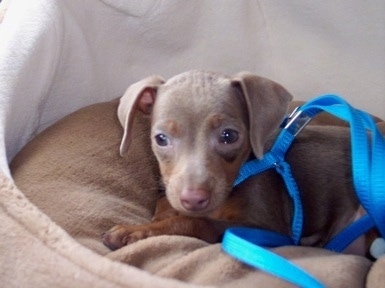 A small grey Italian Grey Min Pin puppy is laying on a dog bed wearing a blue harness with a blue leash attached.
