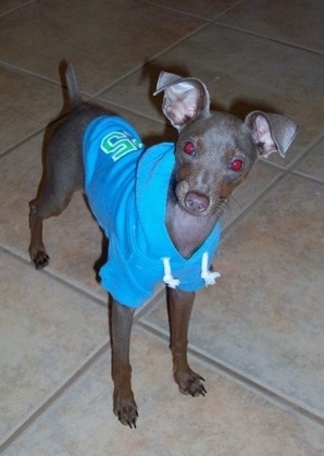A grey Italian Grey Min Pin puppy is wearing a blue hoodie standing on a tan tiled floor