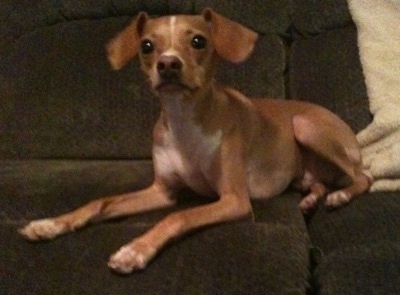 A red wth white Italian Grey Min Pin is laying on a dark green couch with a tan blanket behind it