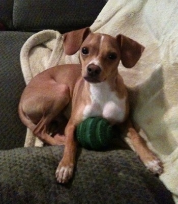 A red with white Italian Grey Min Pin is laying on a dark green couch  and on top of a tan throw blanket and there is a green toy against its body
