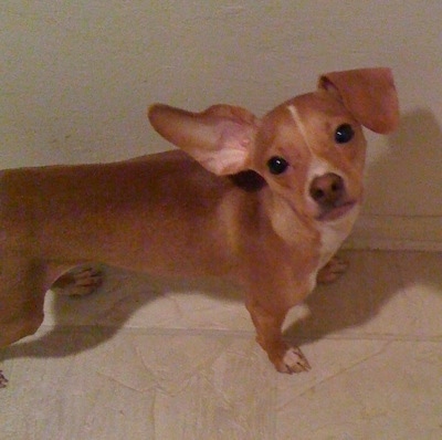 A red with white Italian Grey Min Pin is standing on a tan tiled floor against a white wall looking up. One of its ears is up, the other is flopped down
