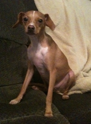 A red with white Italian Grey Min Pin is sitting on a dark green couch with a tan blanket behind it.