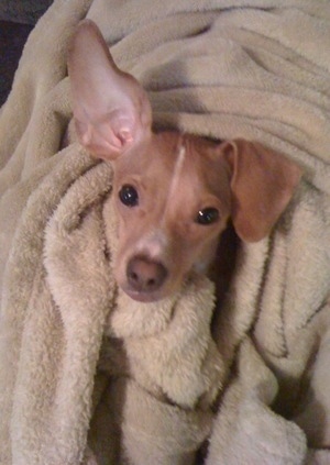 A red with white Italian Grey Min Pin is wrapped in a tan blanket with only its head poking out.