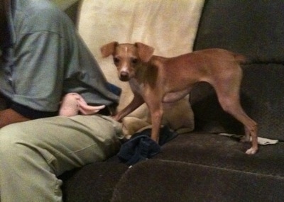 A red with white Italian Grey Min Pin is standing on a couch. One of its paws is on the leg of a person next to it