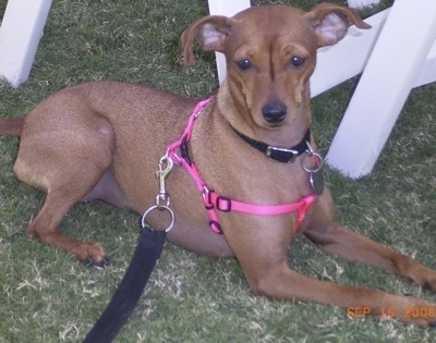 A red Italian Grey Min Pin is wearing a pink harness laying in grass next to a white table and chair