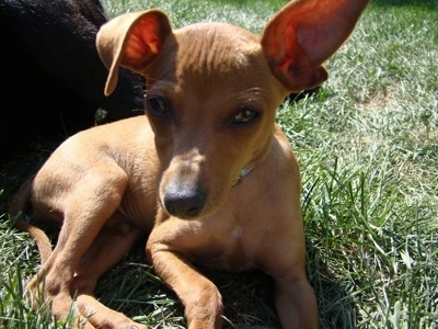 Close Up - A red Italian Grey Min Pin is laying in grass with one large ear up and the other ear flopped over.