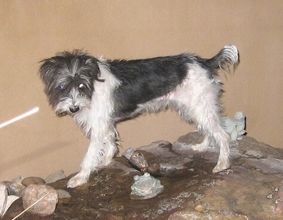 A grey with white Italian Tzu is standing on wet rocks